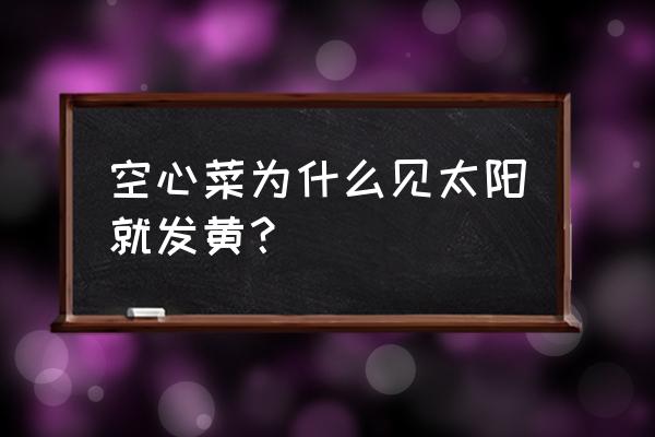 空心菜怎么凉拌不发黄 空心菜为什么见太阳就发黄？