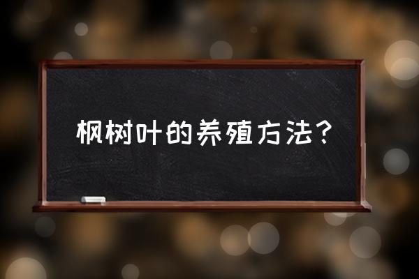 红枫盆景冬季怎么养 枫树叶的养殖方法？