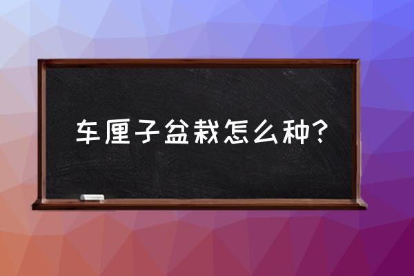 车厘子籽种植方法全过程 车厘子盆栽怎么种？