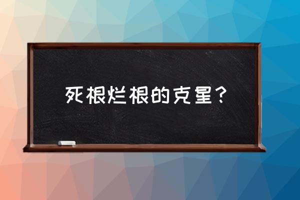 根腐烂根快速恢复方法 死根烂根的克星？