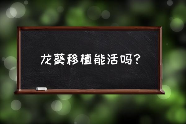 龙葵的正确养殖方法 龙葵移植能活吗？