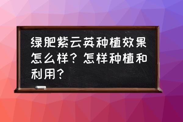 紫云英一年四季可种吗 绿肥紫云英种植效果怎么样？怎样种植和利用？