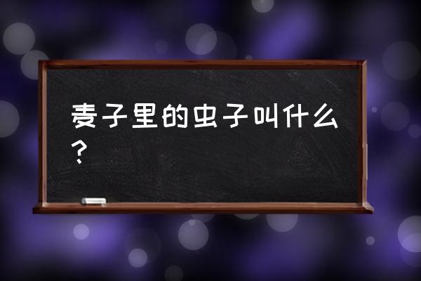 储粮害虫详细图文介绍 麦子里的虫子叫什么？