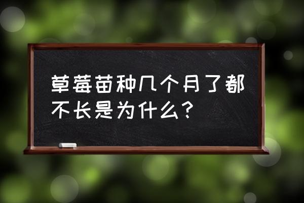 草莓适宜种植的土壤ph值 草莓苗种几个月了都不长是为什么？