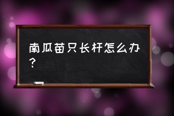 苦瓜最省力搭架子的方法 南瓜苗只长杆怎么办？