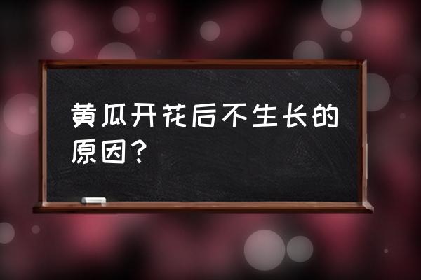 黄瓜开花不结果还能补救吗 黄瓜开花后不生长的原因？