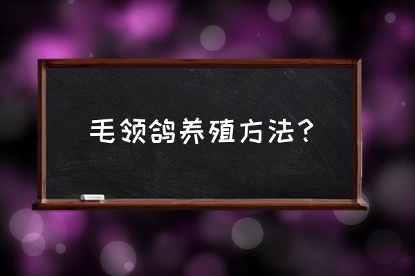 肉鸽增肥营养品推荐 毛领鸽养殖方法？