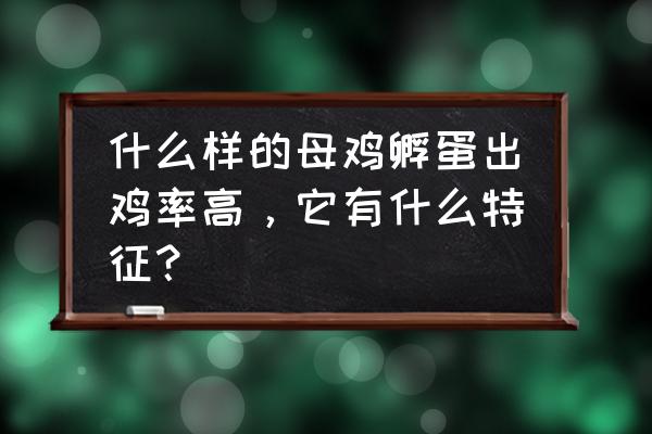 买什么鸡下蛋多 什么样的母鸡孵蛋出鸡率高，它有什么特征？