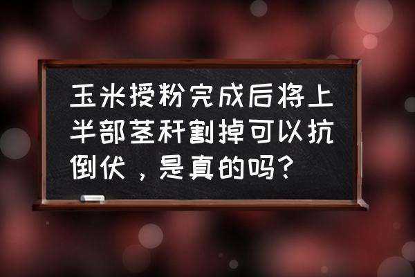 行情表中怎样调行宽 玉米授粉完成后将上半部茎秆割掉可以抗倒伏，是真的吗？