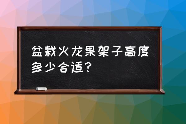 最适合盆栽种植的火龙果 盆栽火龙果架子高度多少合适？