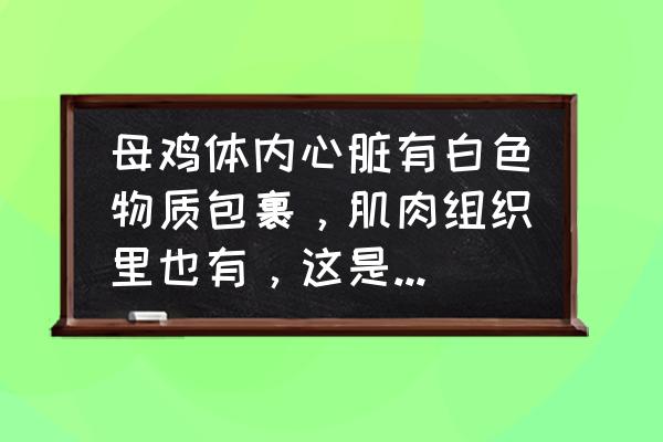 鸡气囊炎慢慢自己会好吗 母鸡体内心脏有白色物质包裹，肌肉组织里也有，这是什么病？