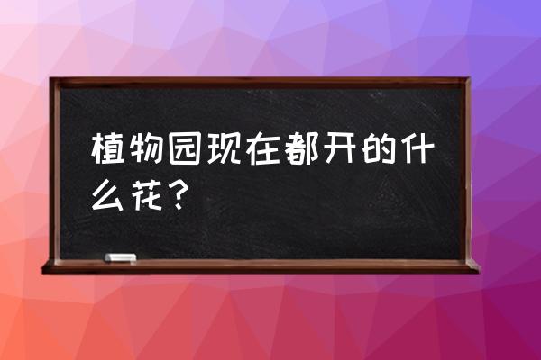 上海植物园郁金香开了吗 植物园现在都开的什么花？