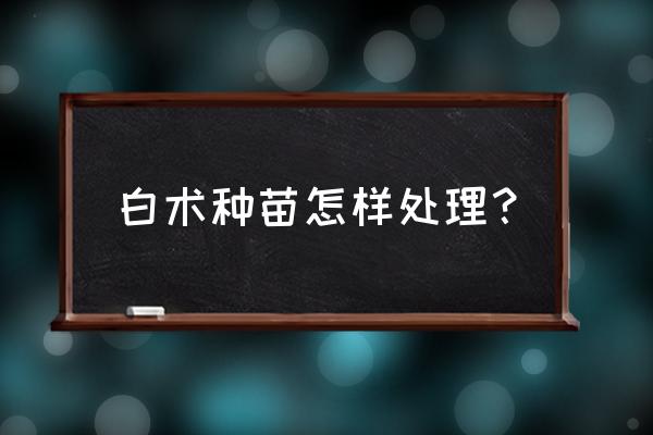 挑选白术的正确方法 白术种苗怎样处理？